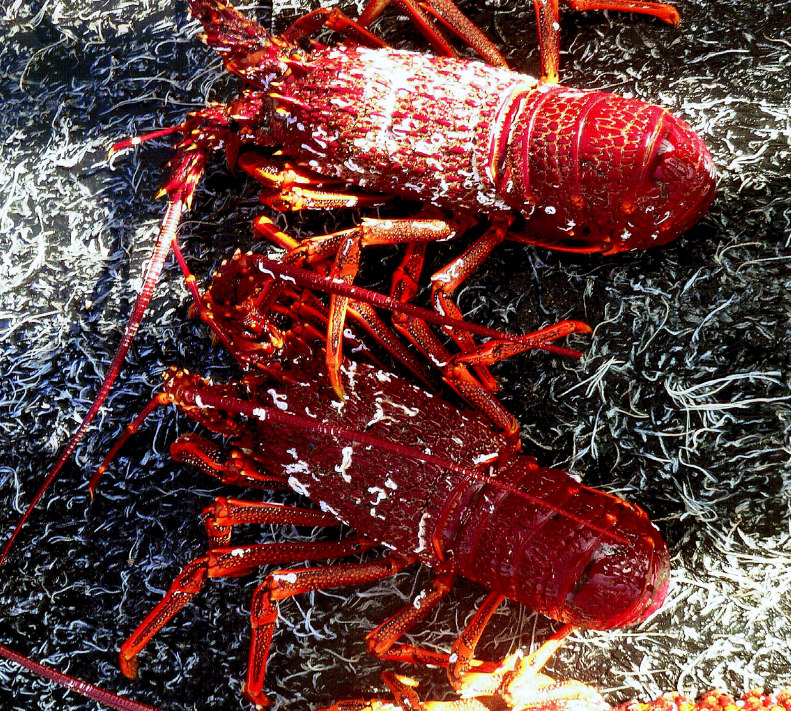Picture of rock lobsters